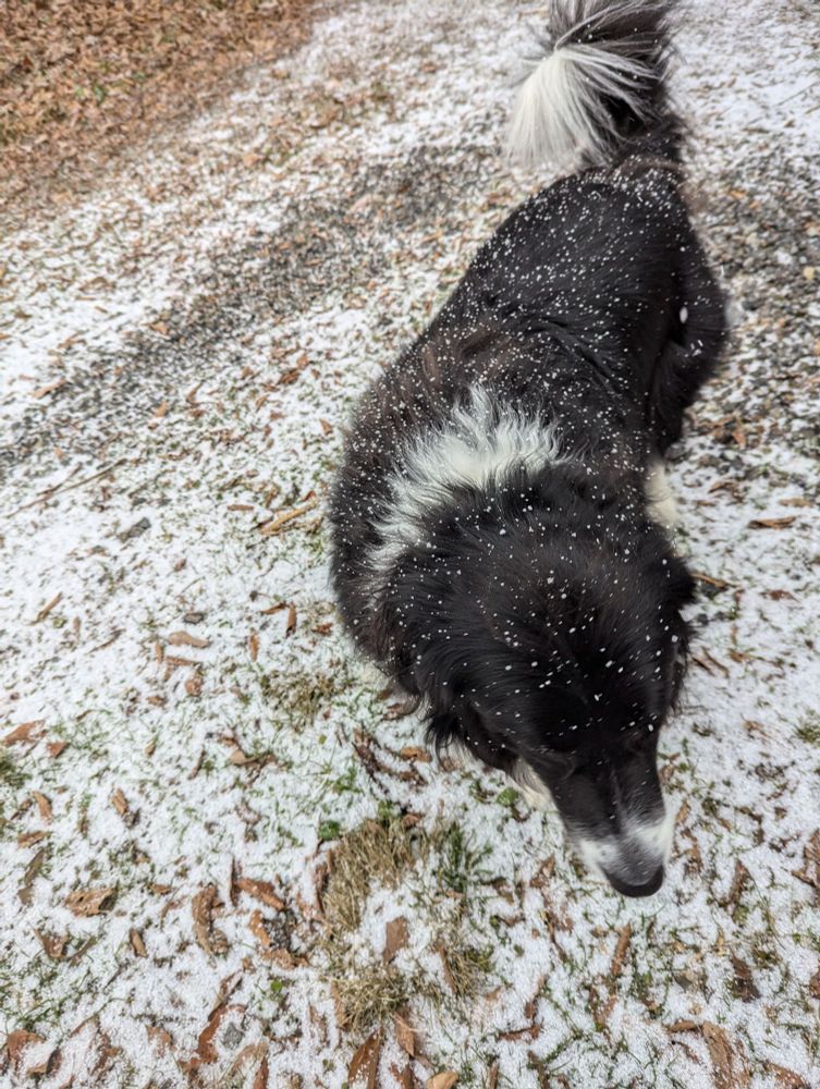 雪の中、カメラに目線をくれない犬