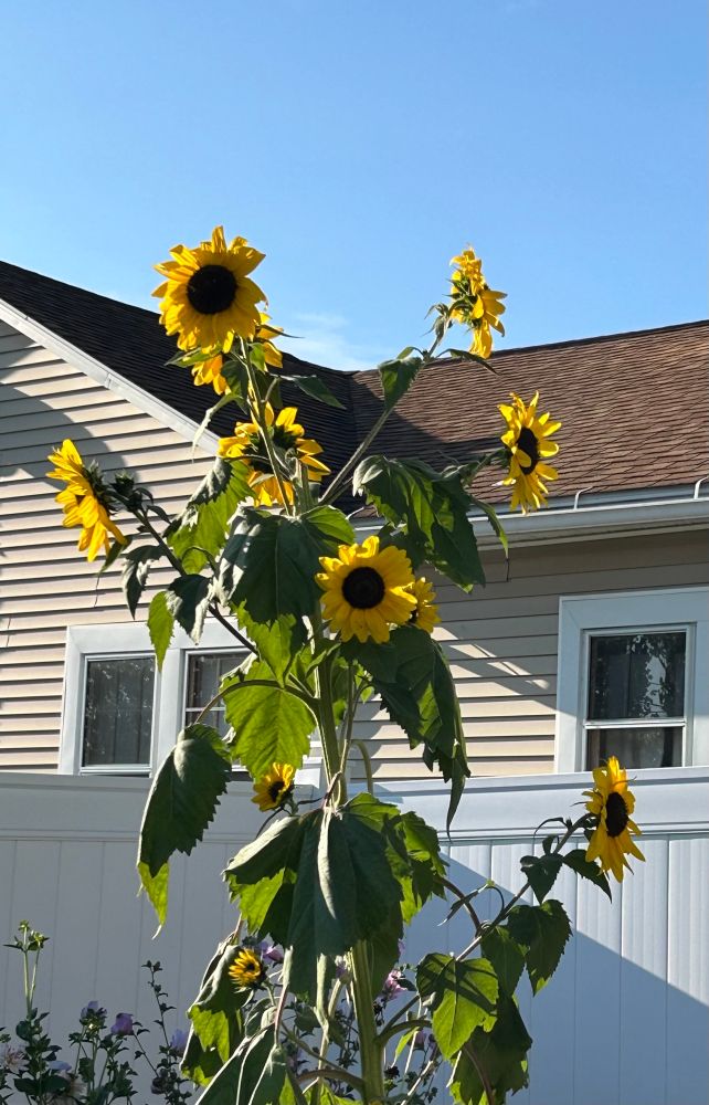 Sunflowers