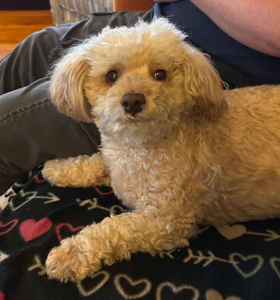 Mister Lucky staring at me while I eat a protein bar.