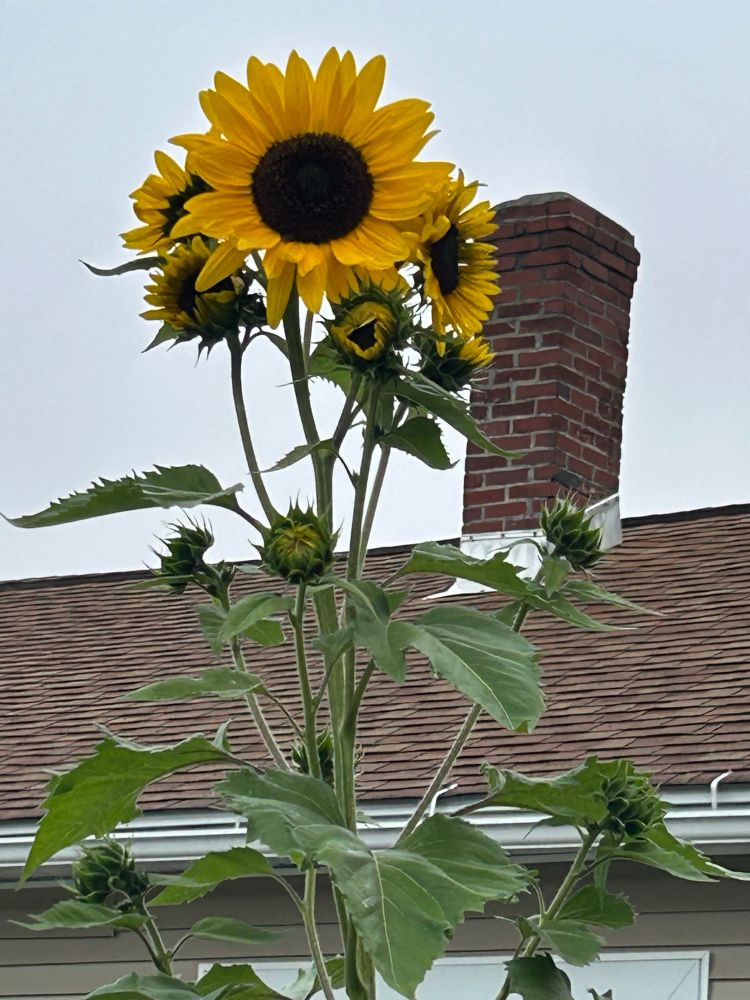 Sunflower 