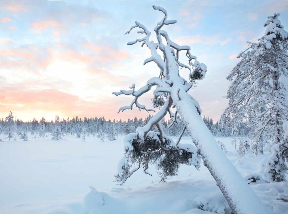 TIL questa organizzazione ha finora acquistato 53 km quadrati di vecchie foreste in Finlandia per preservarle