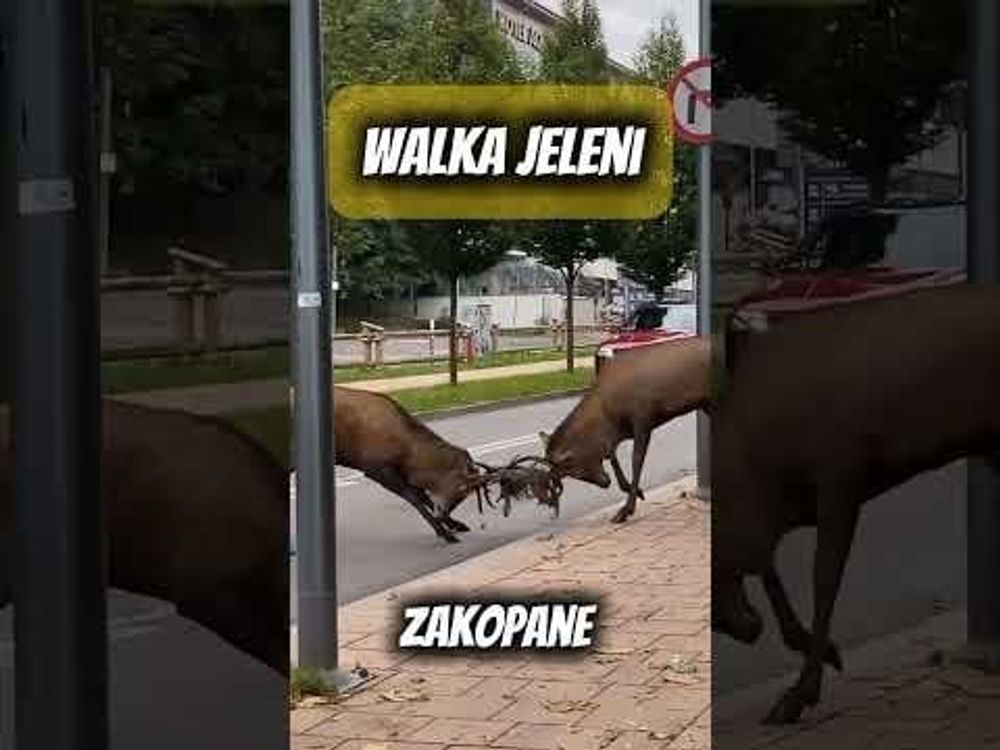 Cervi combattono per le strade di Zakopane, in Polonia