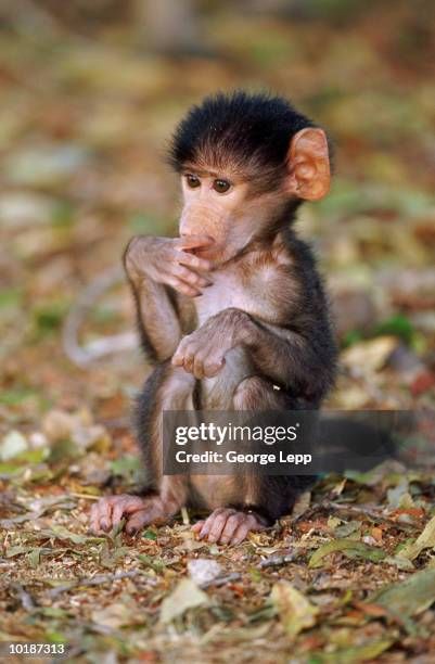 little baby big eared monkey holding their hand to their mouth and looking concerned