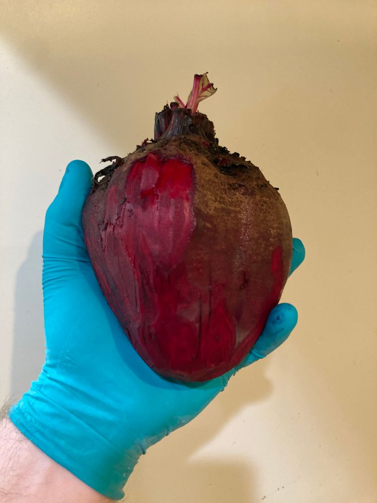 Me holding up an anatomical heart-shaped beet wearing blue gloves on a white background