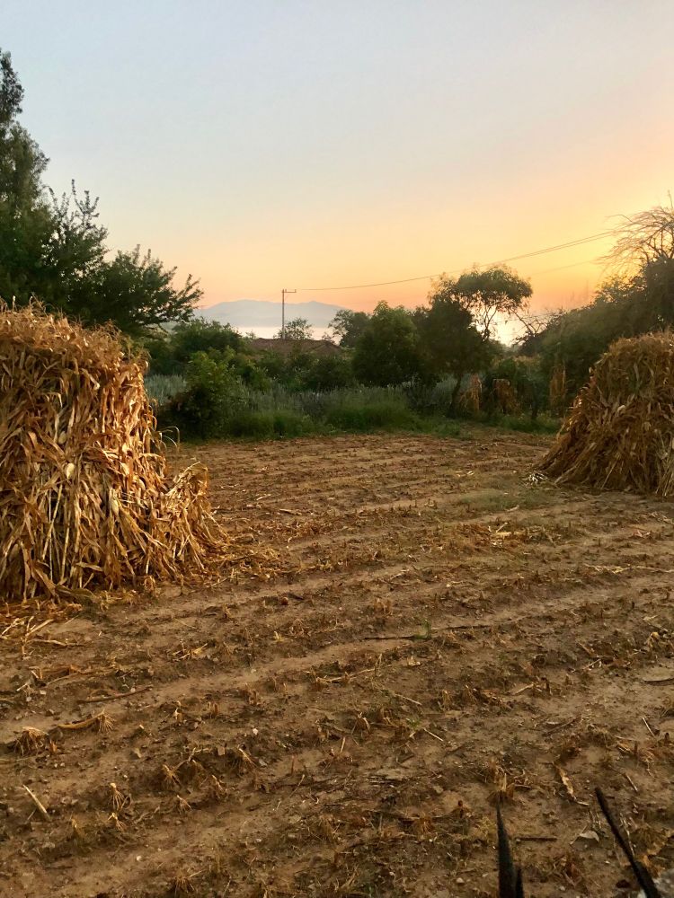 Morning picture of sunrise over field with corn stalks in mounds