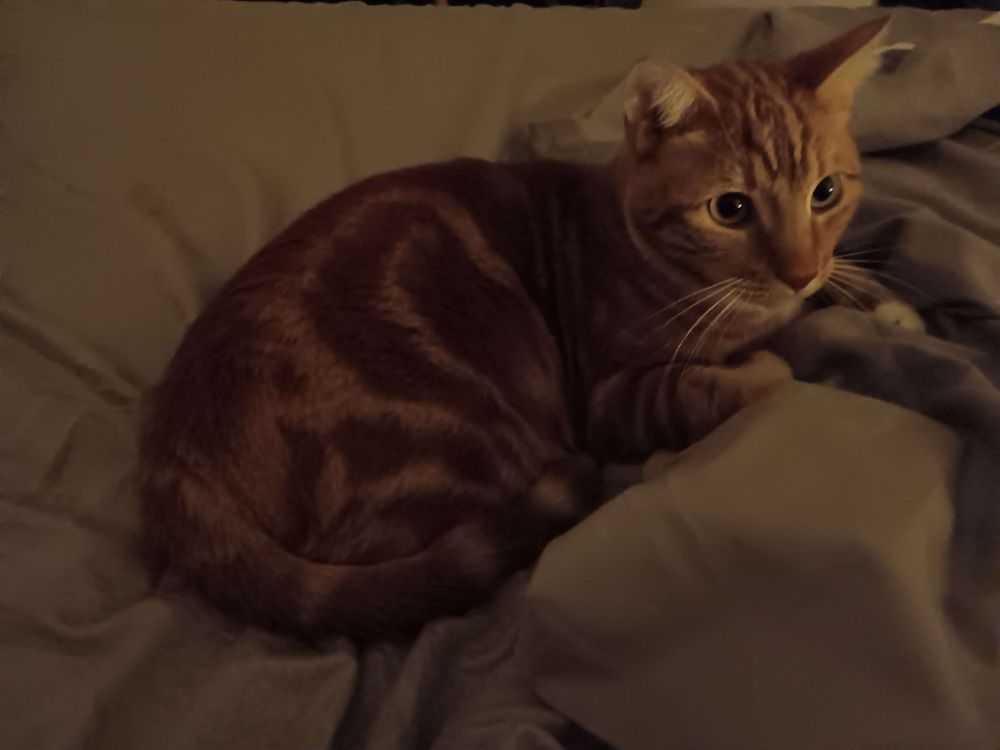 Photograph: a medium-sized orange cat, laying on grey bed sheets.