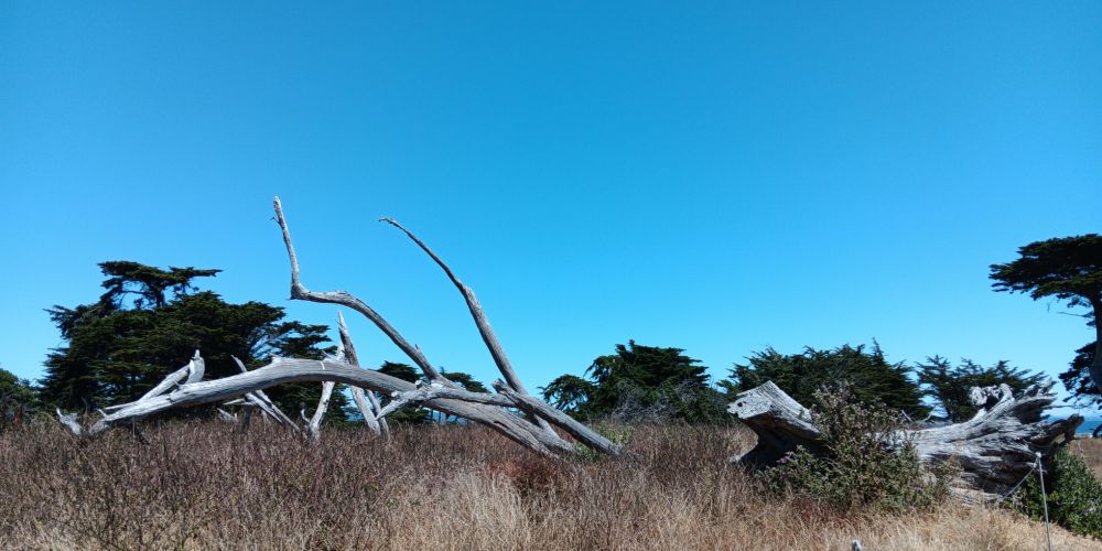 A tree, fallen from the recent storms, greyed to a corpse. Its naked branches tangle from the ground like the antlers of a great unspeakable beast.