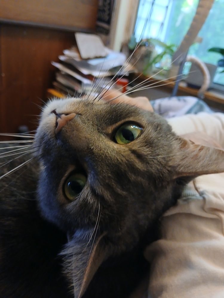 Gray tabby cat with green eyes looking up at the camera.