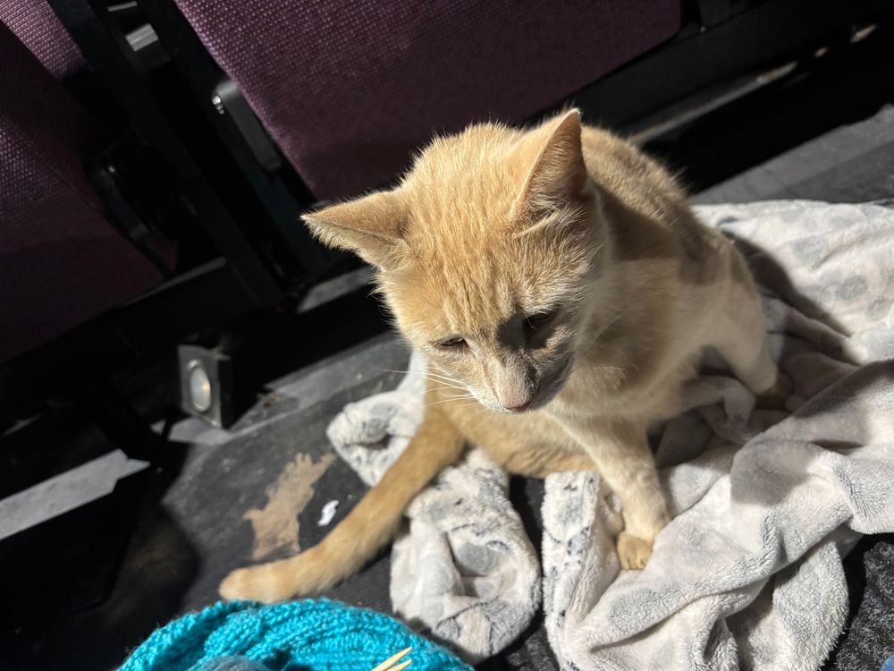 Gus stole my blanket opening night of King Lear. T’was very cute, he made biscuits but had to be removed due to it being 20 mins before the show started