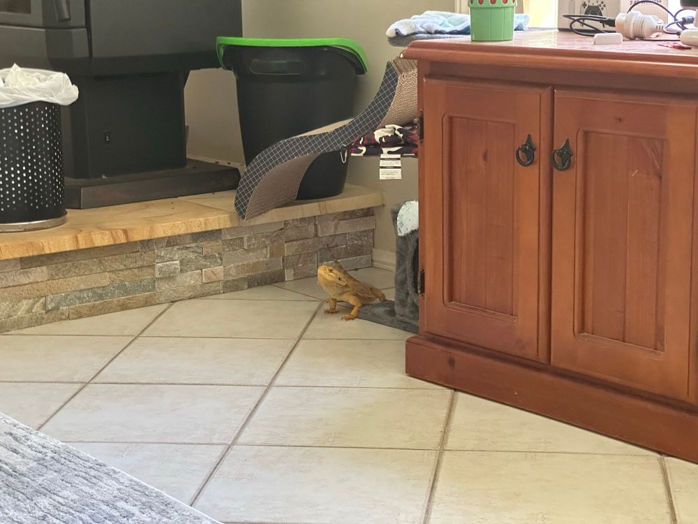 Giblet, a central bearded dragon, looks at the camera from next to a cat tree. He is very cheeky but just sat there for like. An hour