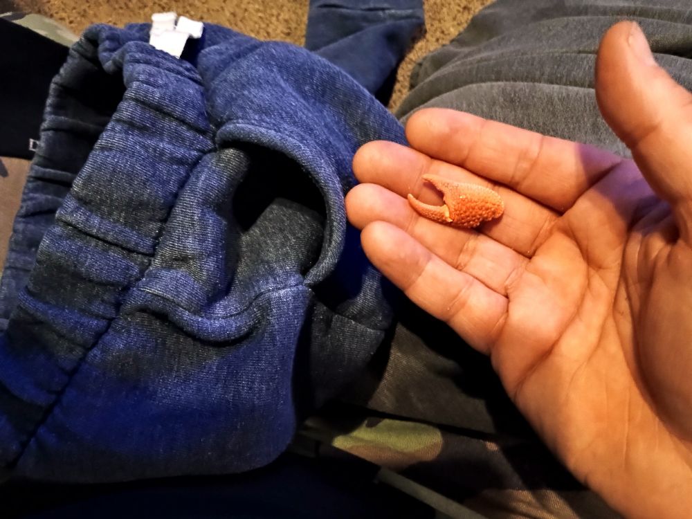 A hand holding a crabs claw next to the open pocket of a pair of kid size pants.