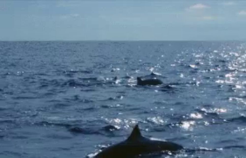 a dolphin is swimming in the ocean near a boat