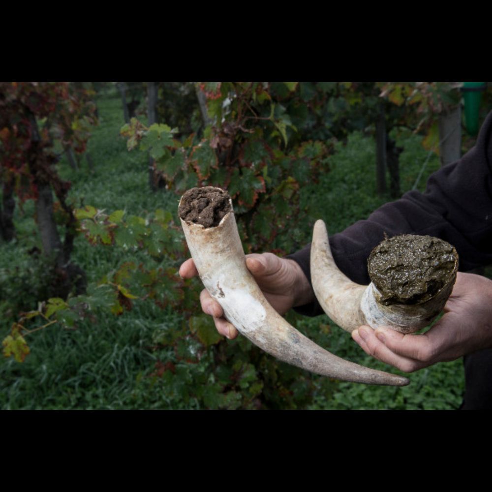 Le vin en biodynamie, cache secte de l’anthroposophie ?