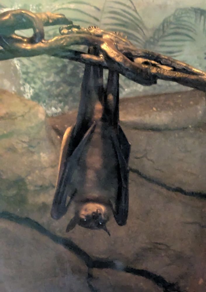 A photo of a bat hanging from a branch with its belly facing the camera.