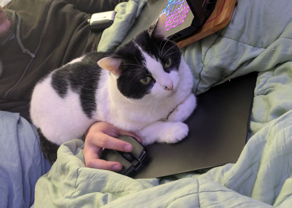 Photo of a white and black "cow cat" curled around the arm of someone playing videogames with a mouse.