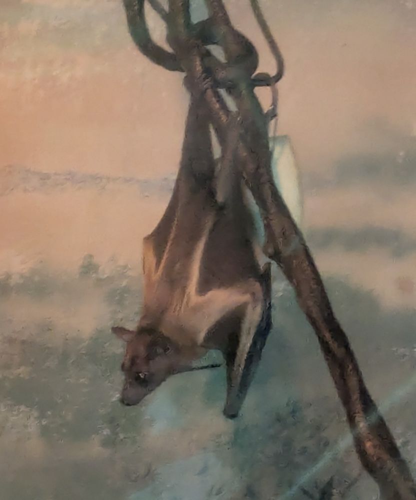 A photo of a bat hanging from a branch with its back facing the camera.