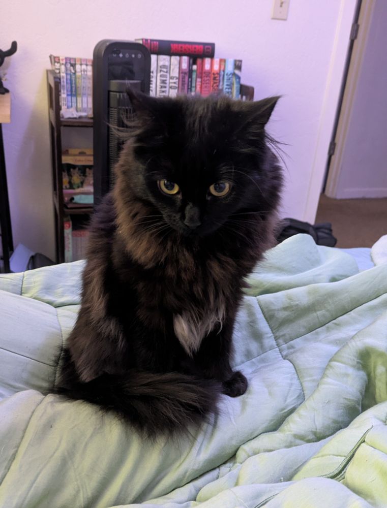 A photo of a fluffy black kitten with a white belly sitting up on a bed and making slight airplane ears. There is a book shelf in the background.