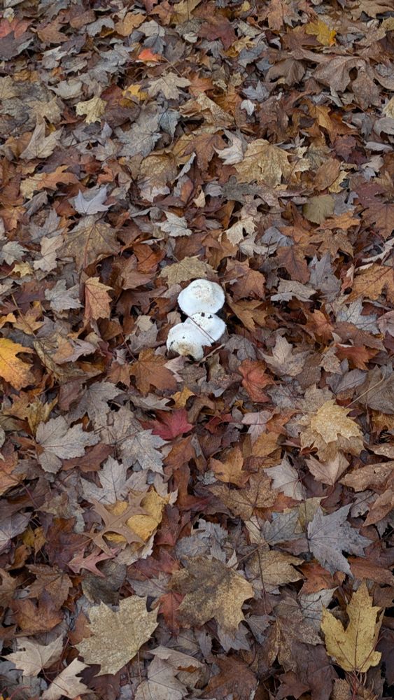 Photo of two white mushrooms in fallen leaves