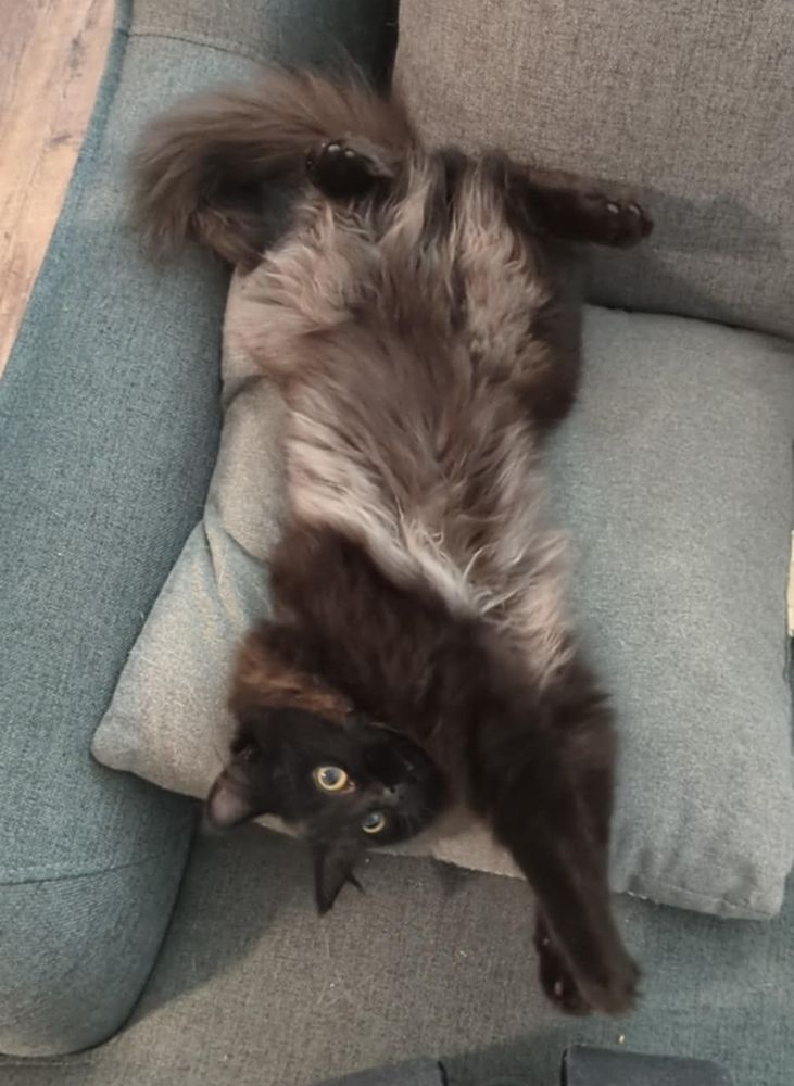 Photo of an extremely cute and silly kitten laying on her back. She is fluffy and mostly black and dark brown, but her silver and white belly is exposed here.