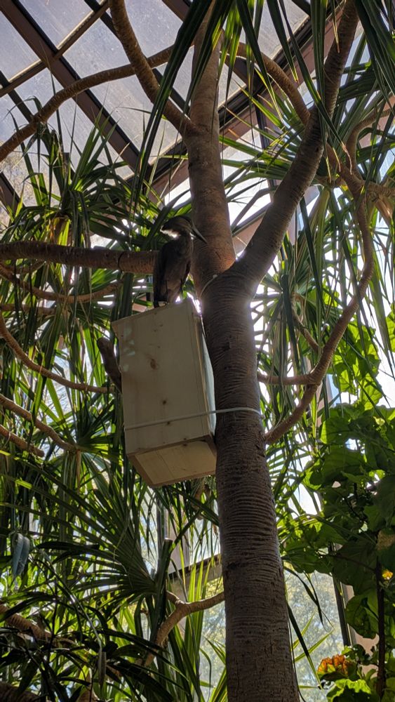 A photo of a bird sitting on top of a box attached to a tree. It is inside an aviary and you can see the light coming in from behind the glass and the tree.