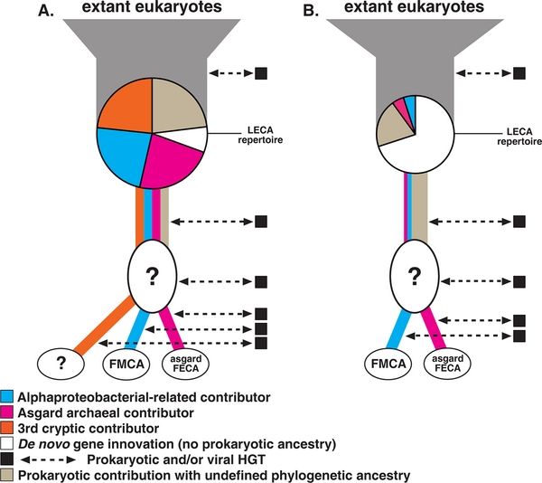  Genetic contributions to LECA.

LECA’s gene repertoire was chimeric, containing genes derived from the Asgardarchaeota-derived host cell, mitochondrial endosymbiont, and potentially other prokaryotic sources, along with a set of eukaryote-specific genes that evolved after the divergence of eukaryotes from prokaryotes. 