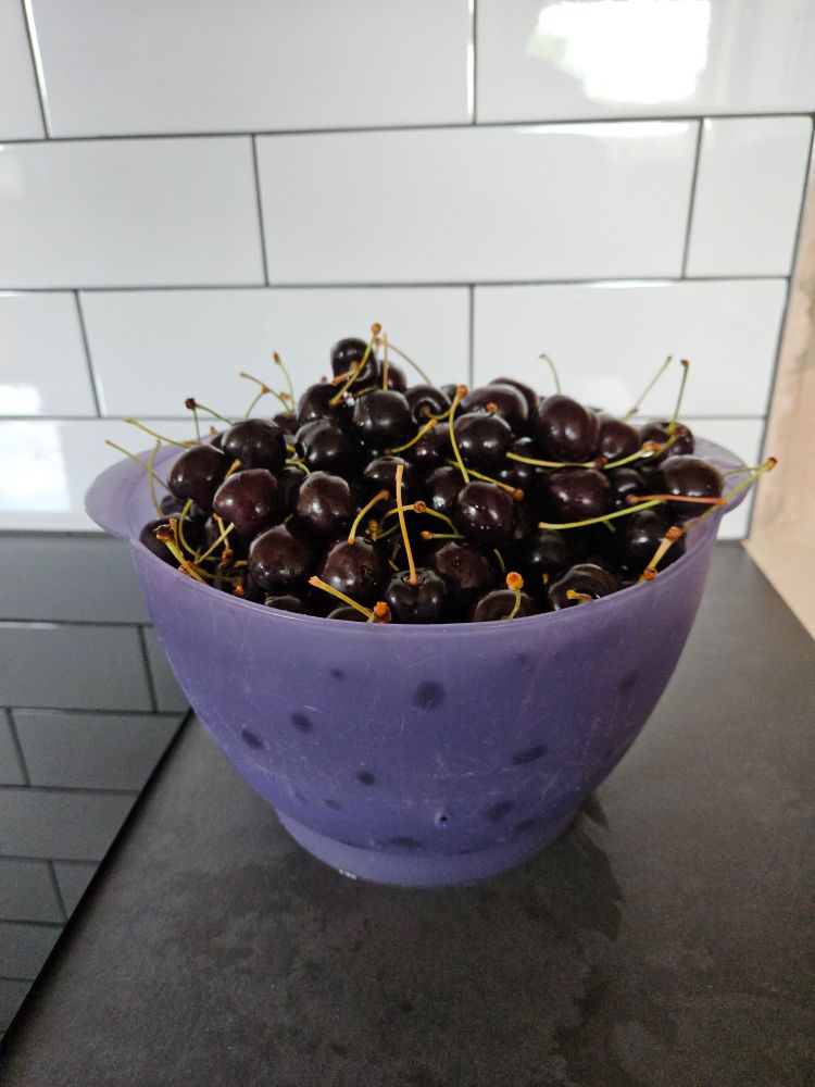 A photo of a large purple colander on a dark grey countertop, heaped full of shiny, perfectly ripe black cherries. I can confirm that they taste every bit as good as they look.