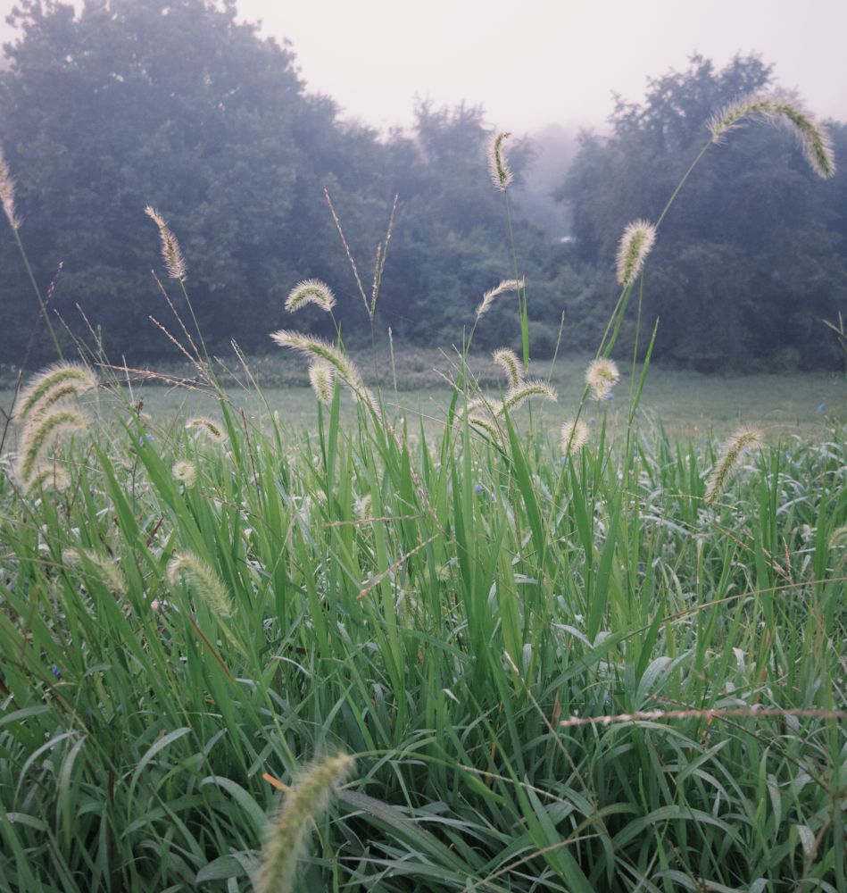 a picture of foxtail weeds against a foggy morning forest 