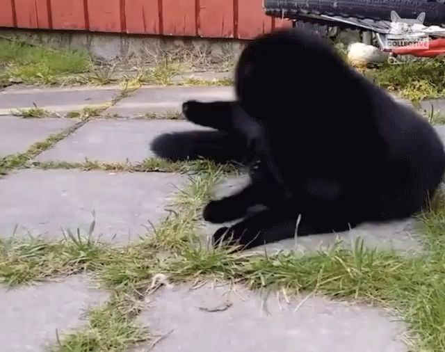 a black cat is laying on a sidewalk next to a container that says ' collector ' on it