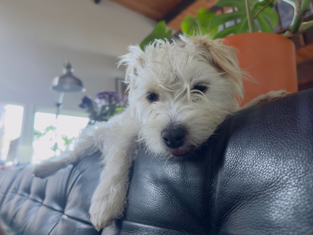 A small white puppy looks down from her perch on the back of the couch 