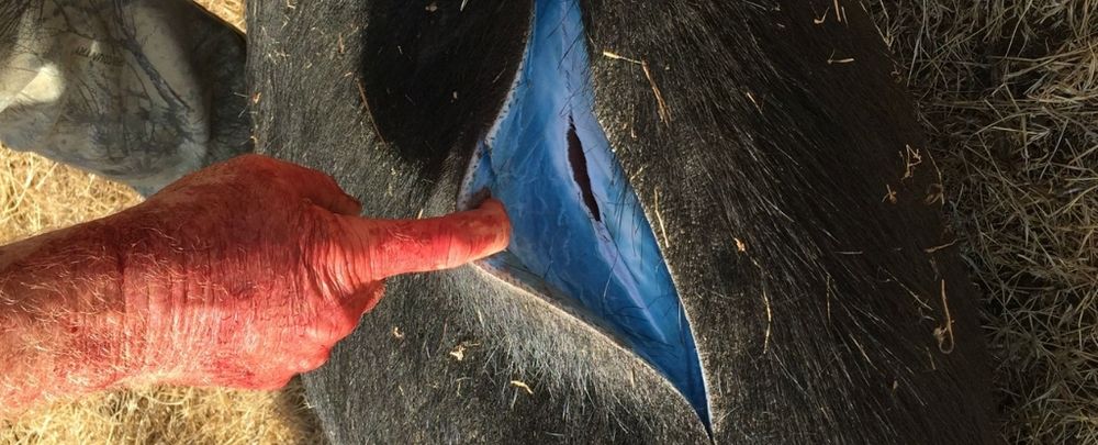 Game hunters have found startlingly 'neon blue' flesh inside of wild pigs in California, triggering advisory statements on potential contamination.