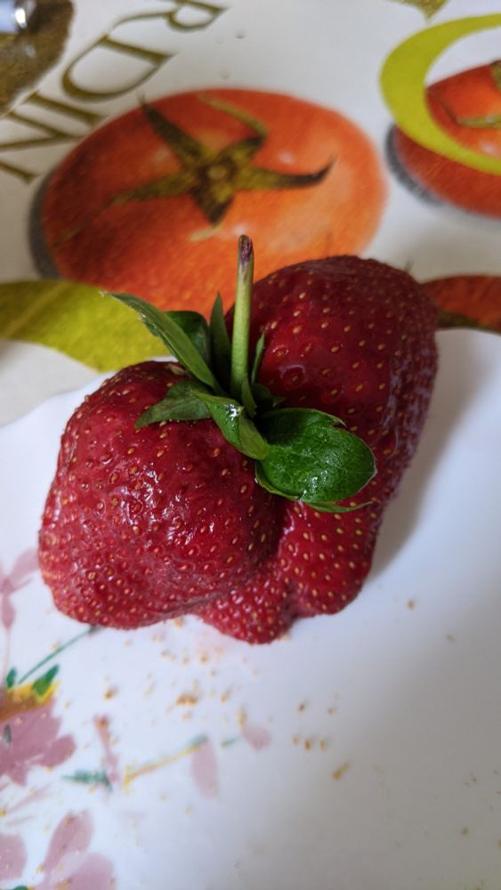 Tres grosse fraise étrange comme un cœur avec trois ventricules 
En gros plan 
Sur une toile ciree