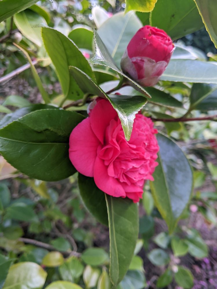 Camelia de jardin  en fleur ( une et un. Bouton) 