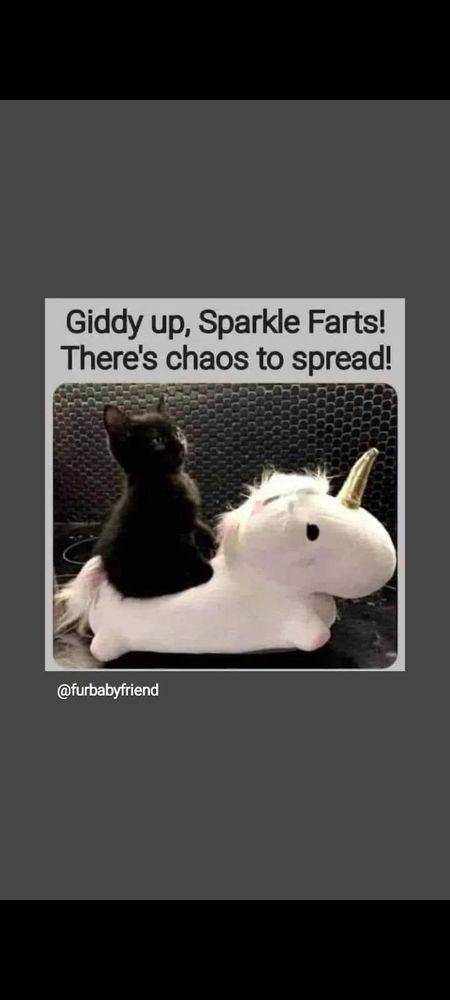 A black kitten sitting on a white uniocornteddy with a golden horn and the text above the picture reads giddy up sparklefarts there's chaos to spread!