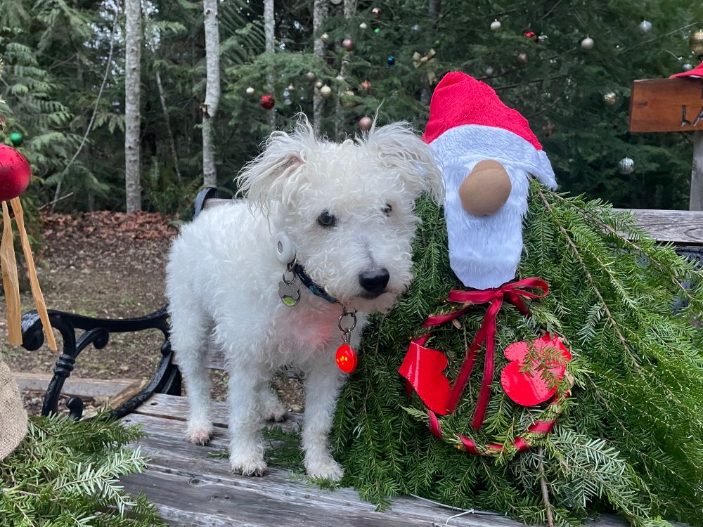 White, rough-coat Jack Russell beside an evergreen-bough Santa at Desolation Sound, BC
