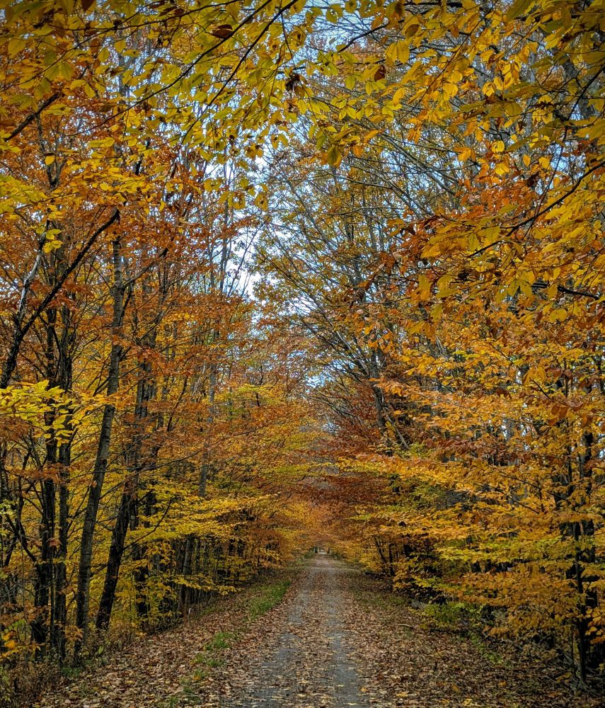 A straight path through the yellow and orange leafed trees.