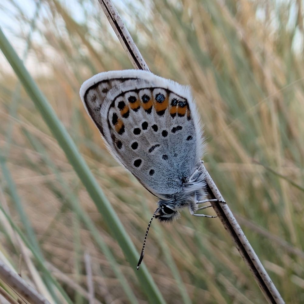 A male Silver-studded Blue roosting head down on a blade of Marram Grass.