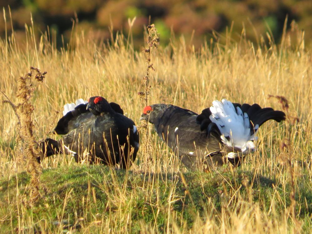 Two male Black Grouse standing off to each other at a lek. Each bird has glossy, black plumage, red eye wattles, and is holding its tail fanned out to reveal the white underside.