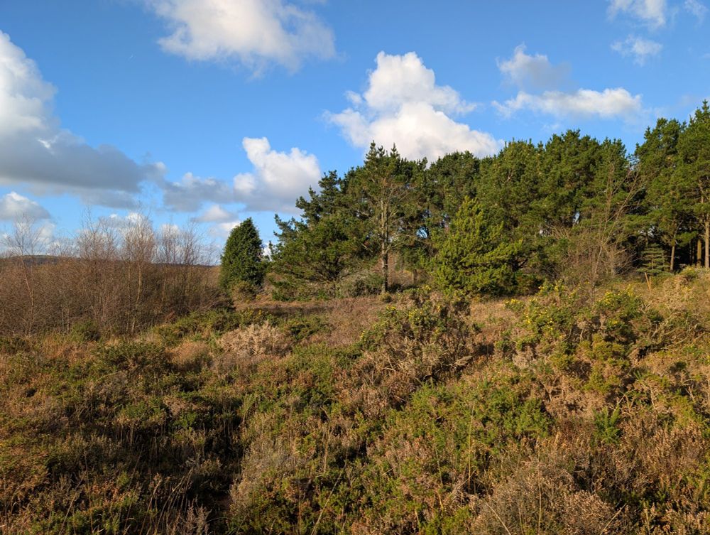 Before: an area of heathland with mature, leggy Gorse bushes and a dense stand of Birch saplings.