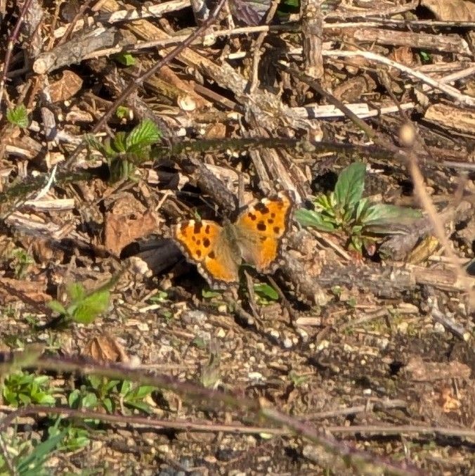 A Large Tortoiseshell butterfly (orange with black spots) basking amongst woody debris on a cleared patch of ground.