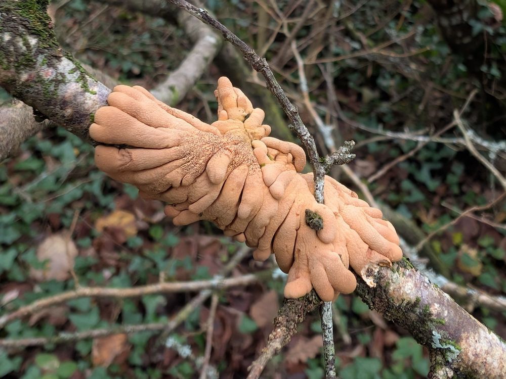 The orange, radial "fingers" of Hazel Gloves Fungus  enclosed around a Hazel branch.