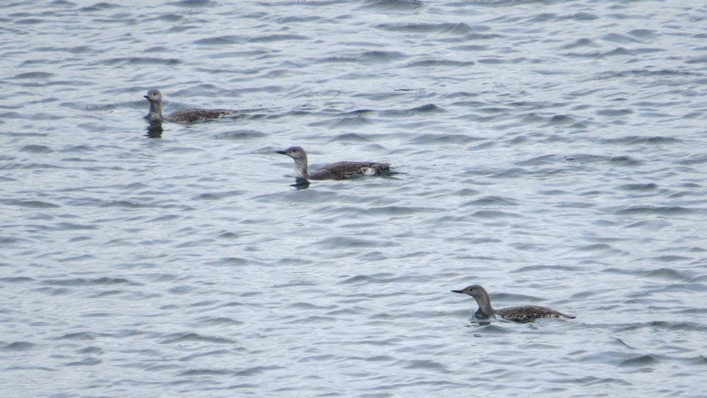 A group of three Red-throated Divers in Staffin Bay. 