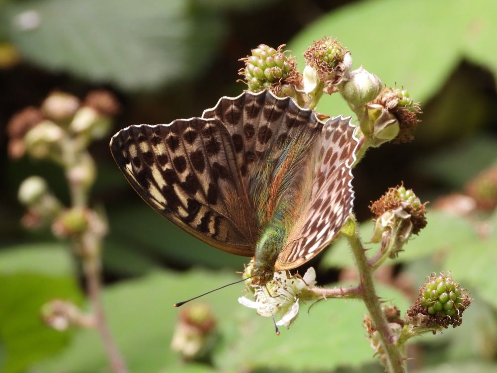An olive-green, female Silver-washed Fritillary nectaring from Bramble flowers.