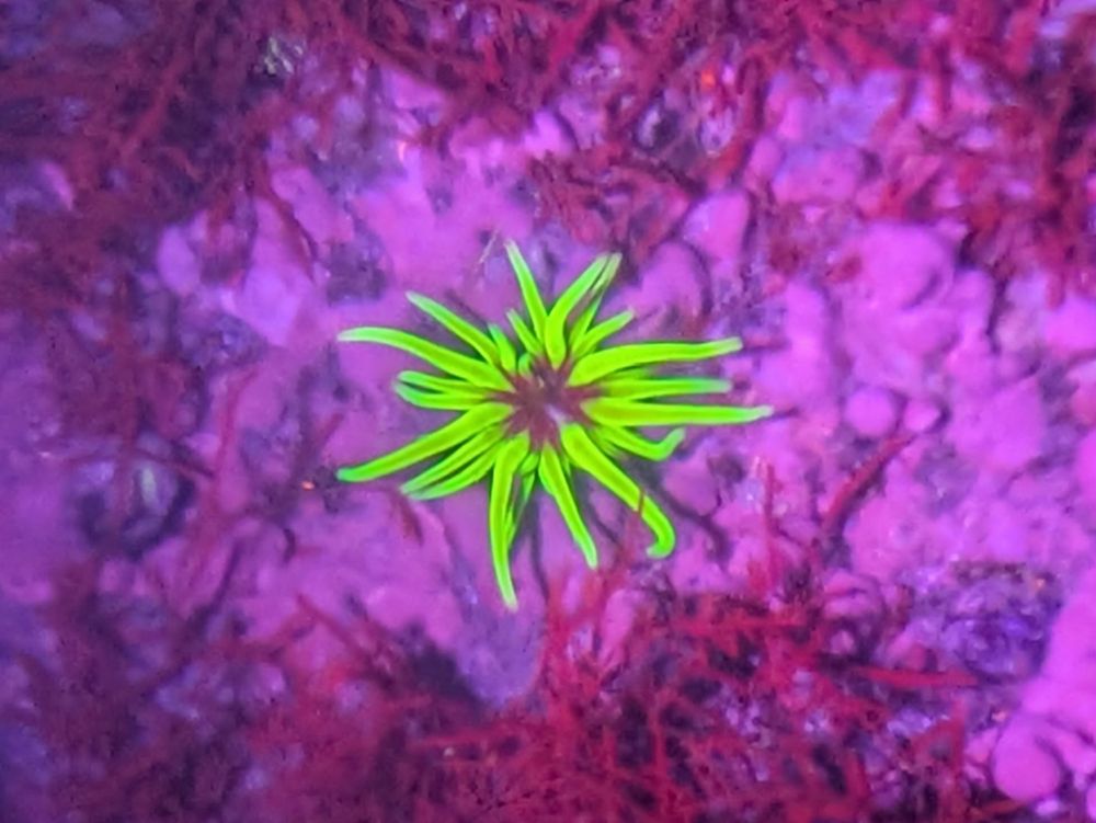 A Snakelocks Anemone submerged in a rockpool with tentacles fluorescing a vivid green under UV light.