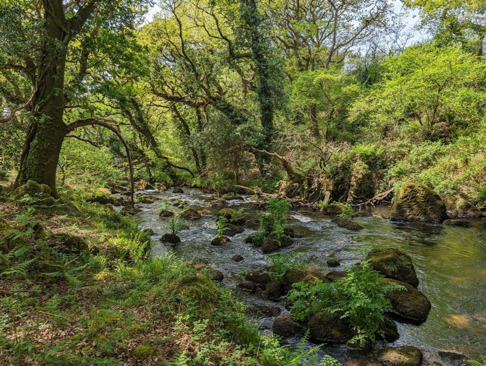 The De Lank River on Bodmin Moor, strewn with mossy boulders and fringed by Atlantic oak woodland.