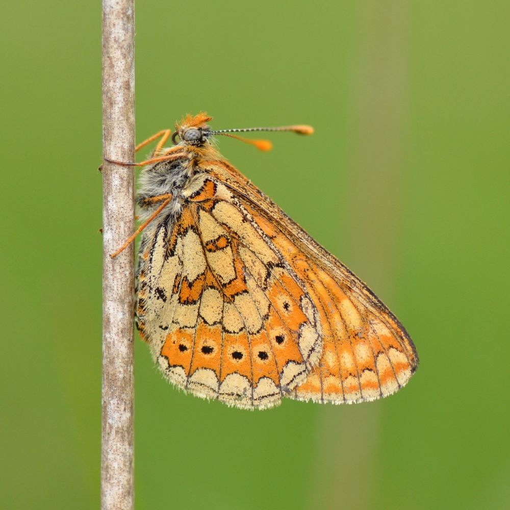 An orange Marsh Fritillary butterfly resting with closed wings on a grass stem.