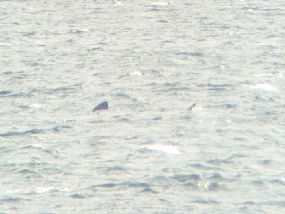 The tips of a Basking Shark dorsal fin and tail fin visible above the waves.