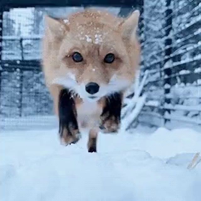 a red fox is running through the snow in the snow .