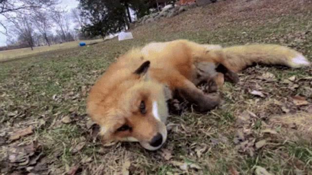 a red fox is laying on its back in the grass looking at the camera .