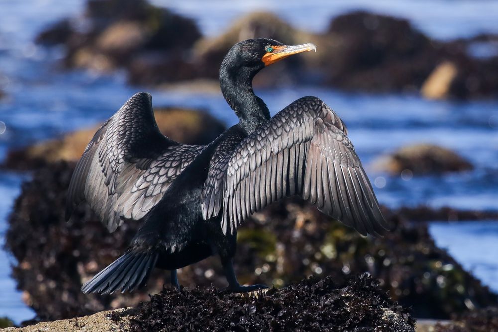 Double-crested cormorant drying its wings on a rocky shore