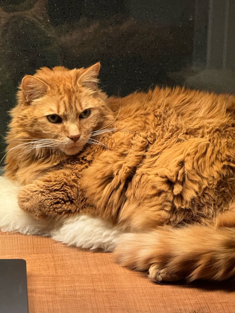 A resplendent, shaggy and rumpled Maine coon cat.